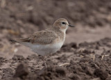 Mountain Plover (Charadrius montanus)