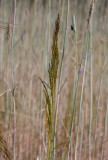 Kösa (Apera spica-venti)