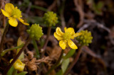 Gotlandsranunkel (Ranunculus ophioglossifolius)