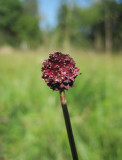 Blodtopp (Sanguisorba officinalis)