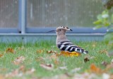 Eurasian Hoopoe (Upupa epops)