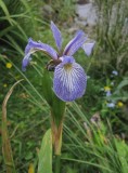 Brokiris (Iris versicolor)