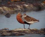 Curlew Sandpiper/Dunlin (Calidris ferruginea/alpina)