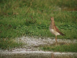 Pectoral Sandpiper (Calidris melanotos)