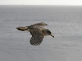 Corys Shearwater (Calonectris diomedea)