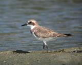 Greater Sand Plover (Charadius leschenaultii)