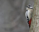 Great Spotted Woodpecker (Dendrocopus major)