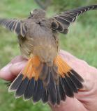 Bluethroat (Luscinia svecica)