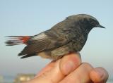 Black Redstart (Phoenicurus ochruros)