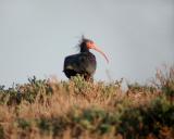 Bald Ibis (Geronticus eremita)