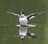 Common Goldeneye (Bucephala clangula)