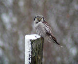 Northern Hawk Owl (Surnia ulula)