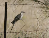 Great Spotted Cuckoo (Clamator glandarius)