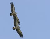 Griffon Vultures (Gyps fulvus)