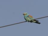 Roller (Coracias garrulus)