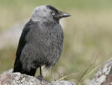 Jackdaw (Corvus monedula)