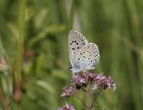 Svartflckig blvinge (Maculinea arion)