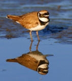 Little Ringed Plover (Charadrius dubius)