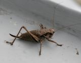 Buskvårtbitare (Pholidoptera griseoaptera)