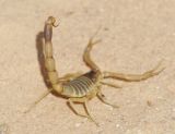 Skorpion (Buthus sp.)