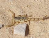 Skorpion (Buthus sp.)
