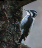 Three-toed Woodpecker (Picoides tridactylus)