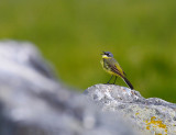 Yellow Wagtail (Motacilla flava)