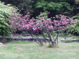 Rhodedendrons