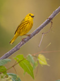 Paruline jaune/Yellow Warbler