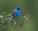 Passerin indigo/Indigo Bunting