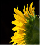 Sunflower/Tournesol