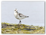 Sanderling/Bcasseau Sanderling