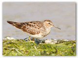 Pectoral Sandpiper/Bcasseau  poitrine cendre