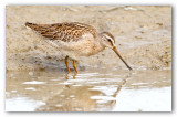 Short-billed Dowitcher/Bcassin roux