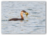 Red-Necked Grebe/Grbe jougris2/2