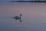 Cygne sur la rivire Fraser