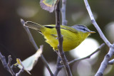 Grey-hooded warbler (Seicercus xanthoschistos)