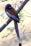 Rufous treepie(Dendrocitta vagabunda)