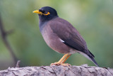 Common myna