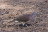 Madagascar Turtle-dove (Nesoenas picturata)