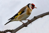 European goldfinch