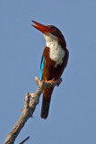 White-throated kingfisher(Halcyon smyrnensis)