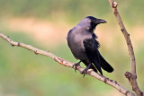 House Crow (Corvus splendens)