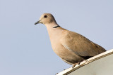 Collar dove (Streptopelia decaocto)