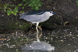 Black-crowned Night Heron (Nycticorax nycticorax)