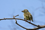 Coppersmith barbet (Megalaima heamacephala)