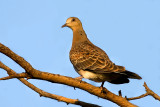 Oriental turtle dove (Streptopelia orientalis)