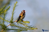 European goldfinch (Carduelis carduelis)