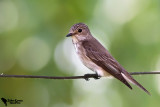 Spotted Flycatcher
