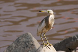 Indian Pond Heron (Ardeola grayii)